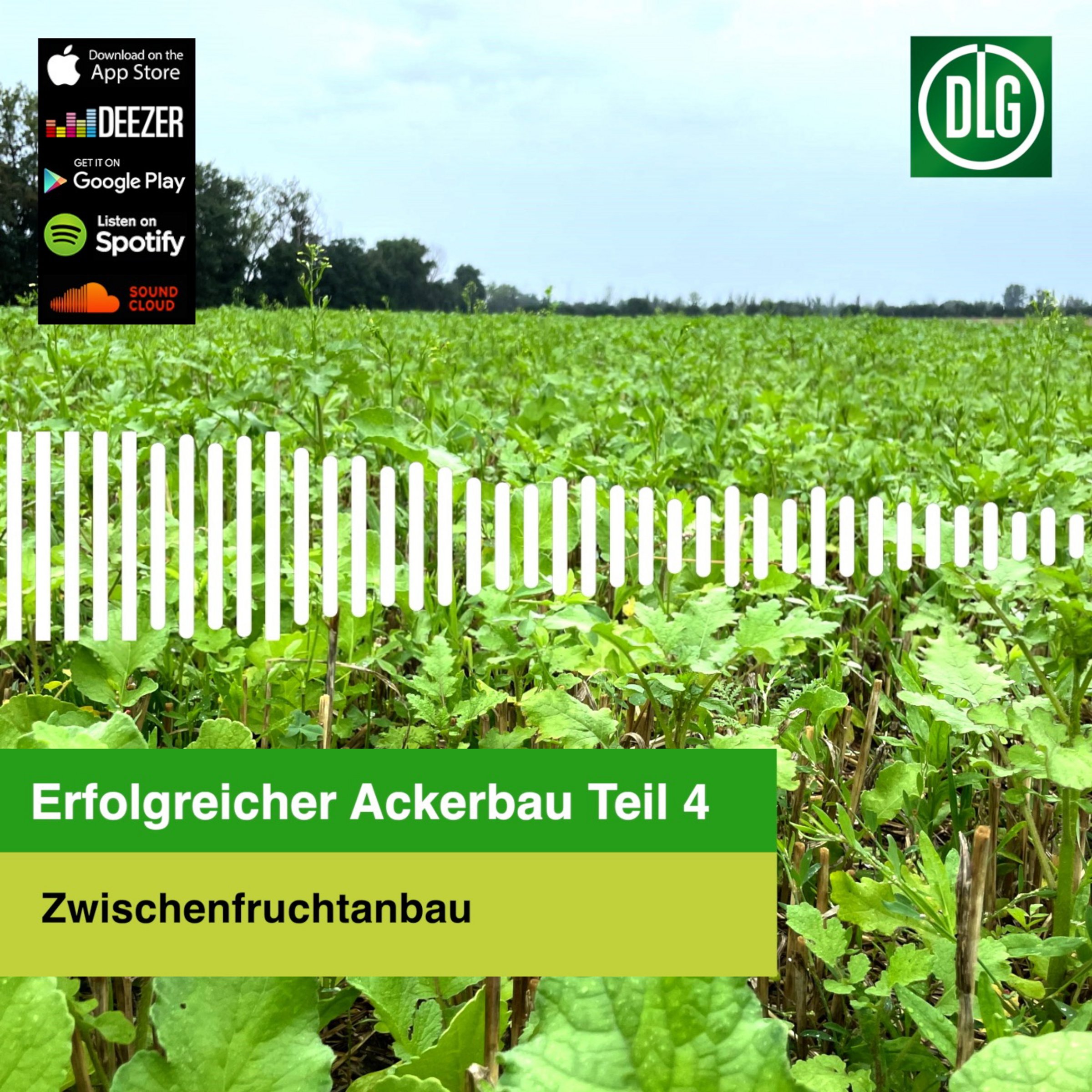 Bild zu Podcast: Zwischenfruchtanbau